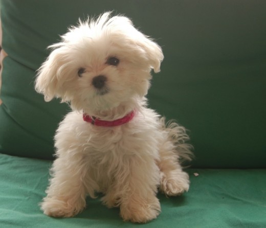 Bichon Maltes Toy, tres meses y medio, 900 gramos. Bichon Maltes Toy, tres meses y medio, 900 gramos.